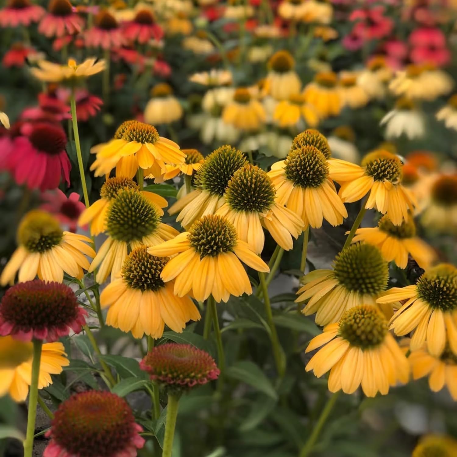 BuggyBeds pollinator garden border with vibrant coneflowers attracting butterflies
