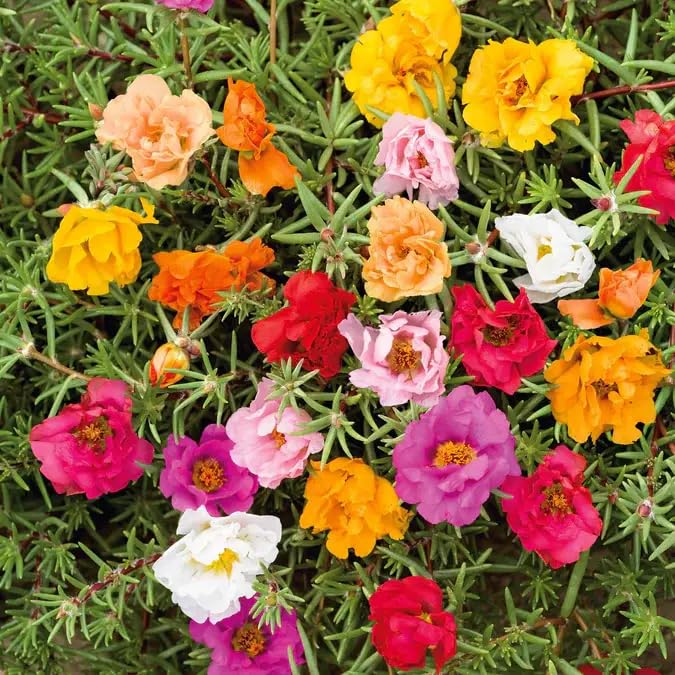 BuggyBeds Portulaca Grandiflora blooms add bright color and drought-tolerant edging.