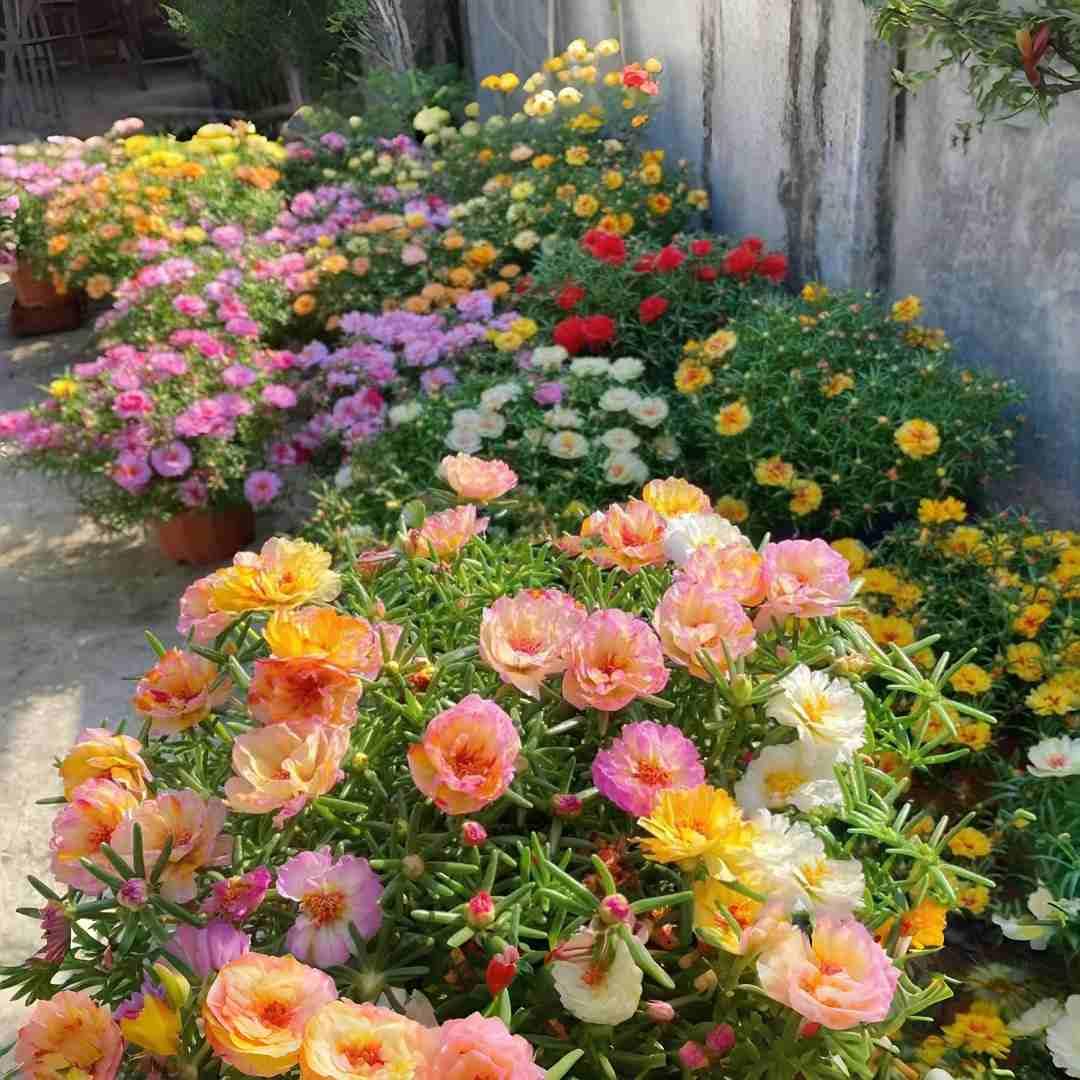 BuggyBeds Portulaca Moss Rose seeds in containers delivering heat-tolerant color.