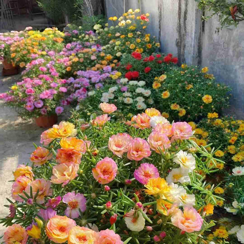 BuggyBeds Portulaca Moss Rose seeds in containers delivering heat-tolerant color.