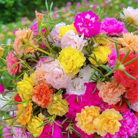 BuggyBeds Portulaca Moss Rose seeds front view with mixed colors for bright ground cover.