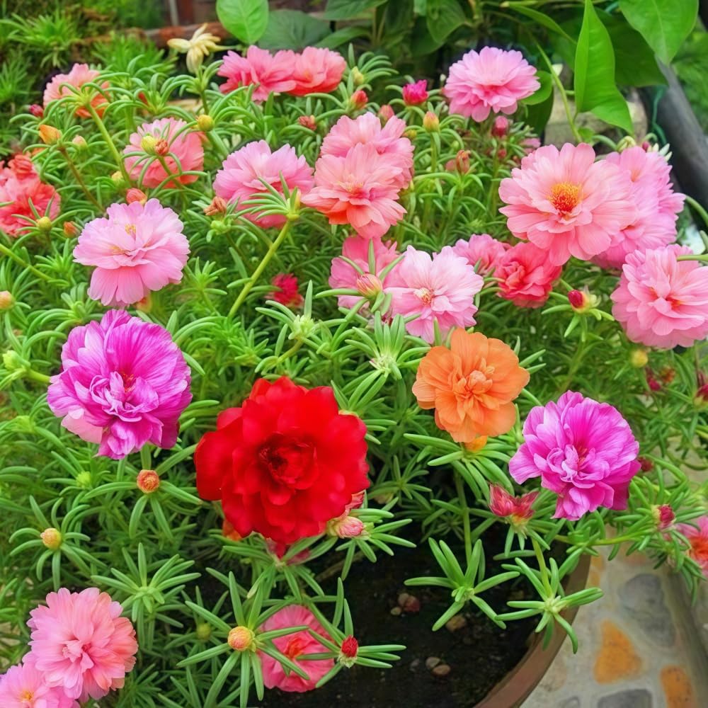 BuggyBeds Portulaca Moss Rose seeds in a rock garden edge with vibrant color.