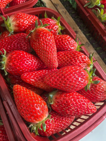 BuggyBeds Potting Strawberry Plant, compact growth ideal for small pots.