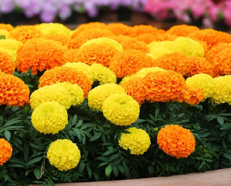 BuggyBeds Premium Marigold Mix Seeds showcase vibrant orange-yellow double blooms for sunlit borders