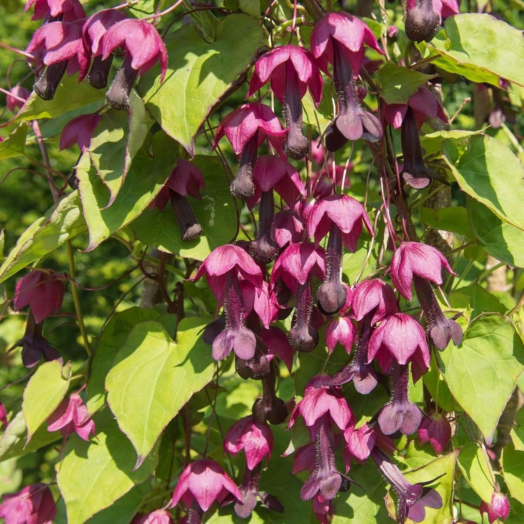 BuggyBeds Purple Bell Vine climbing on trellis for vertical displays