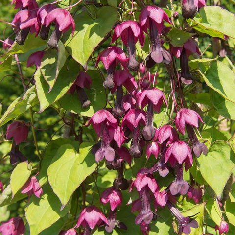 BuggyBeds Purple Bell Vine climbing on trellis for vertical displays