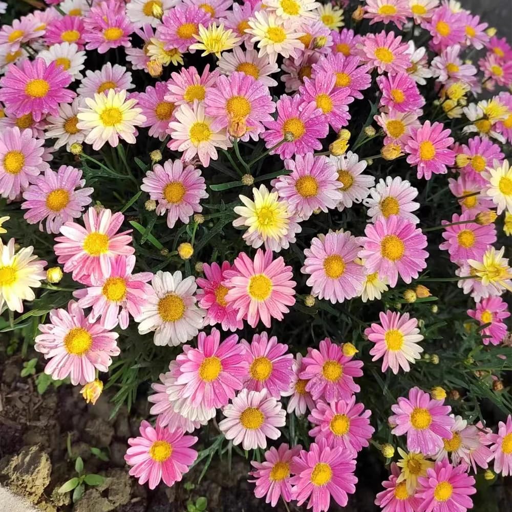 BuggyBeds pyrethrum blooms bright color in pots for balcony gardens.