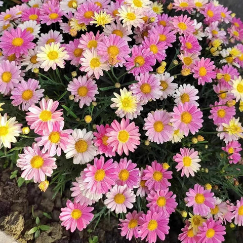 BuggyBeds pyrethrum blooms bright color in pots for balcony gardens.