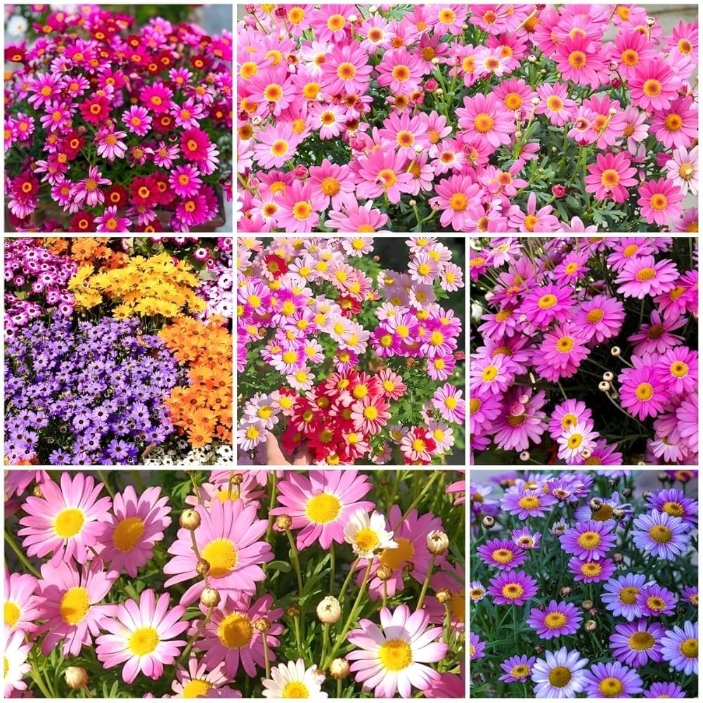 BuggyBeds pyrethrum seeds with multi-color blooms for gardens.