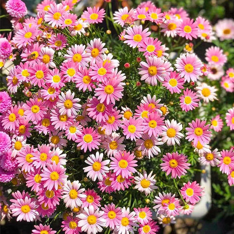 BuggyBeds pyrethrum seedlings in pots showing rapid germination.