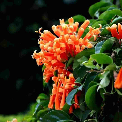 BuggyBeds Pyrostegia Venusta dense orange-red blooms attracting hummingbirds.