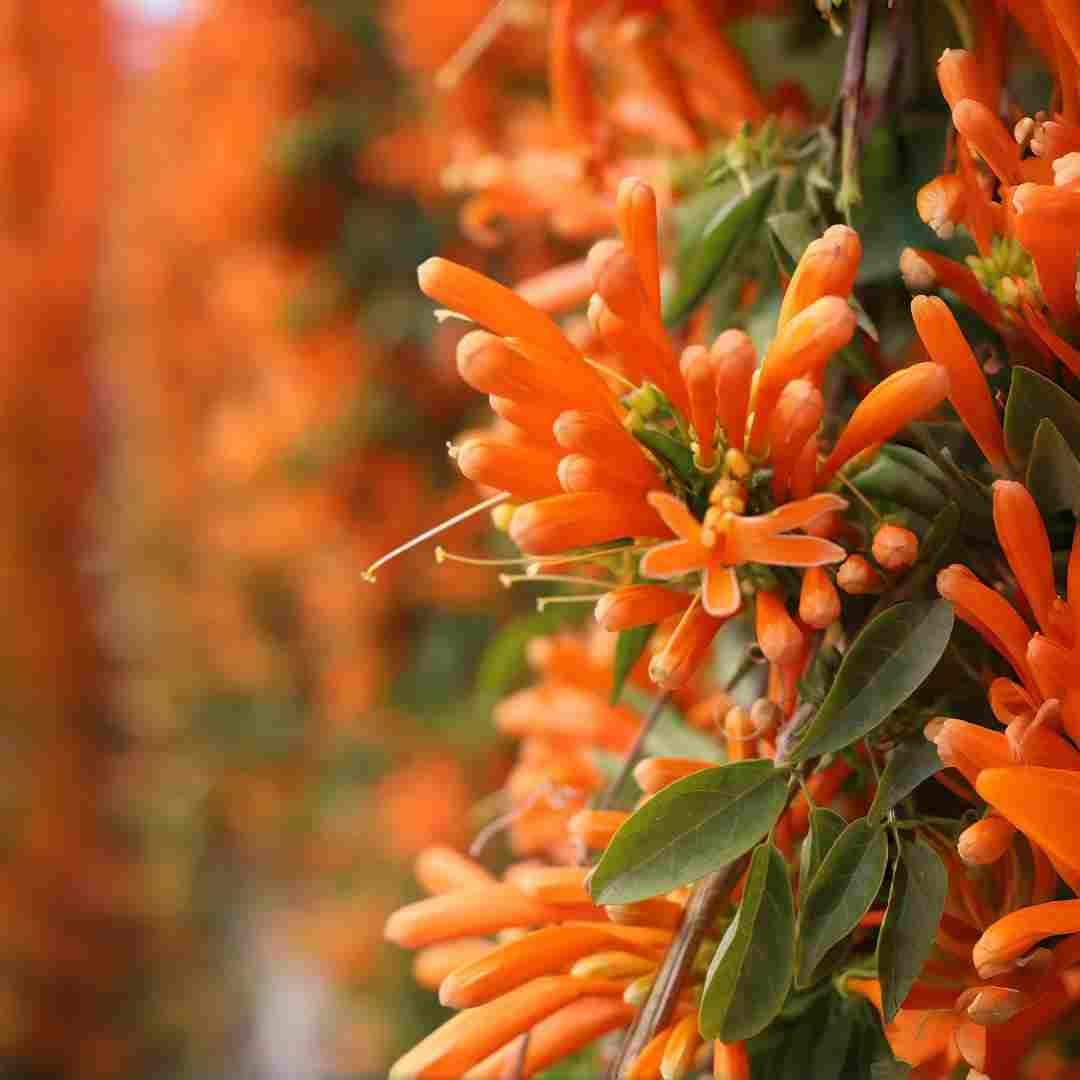 BuggyBeds Pyrostegia Venusta firecracker bloom on a garden trellis, adding vibrant color.