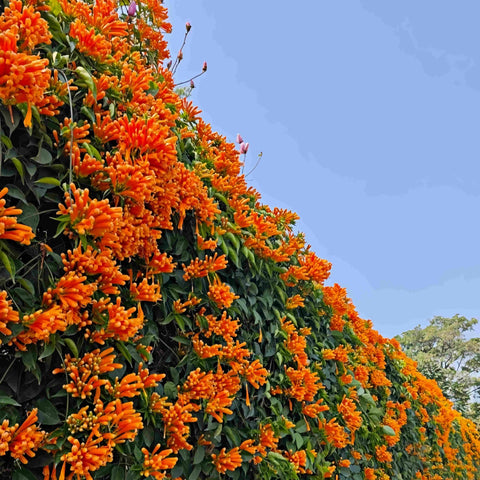 BuggyBeds Pyrostegia Venusta climbing vine reaching a sunlit pergola for dramatic vertical display.