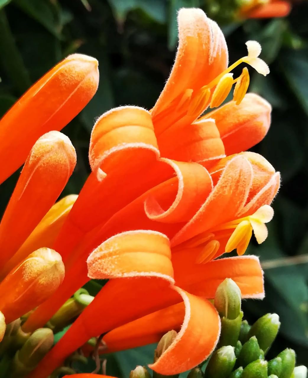 BuggyBeds Pyrostegia Venusta long flowering season that attracts butterflies.