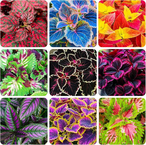 BuggyBeds Rainbow Coleus seeds packet showcasing vibrant multicolor foliage for shade gardens.