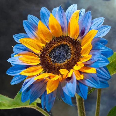 BuggyBeds rare multi-color bloom delivers exotic hues for striking garden color.