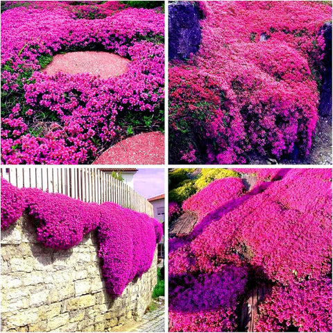BuggyBeds creeping thyme used in a rock garden for color and weed suppression between stones.