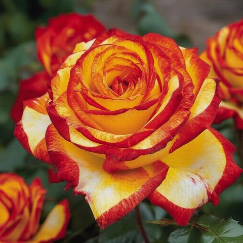 BuggyBeds rose seeds are ideal for borders and walkways.