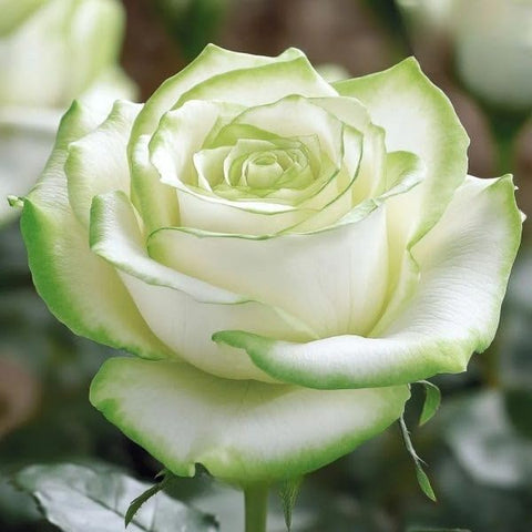 BuggyBeds rose seeds include bush and climbing varieties for versatile trellis setups.