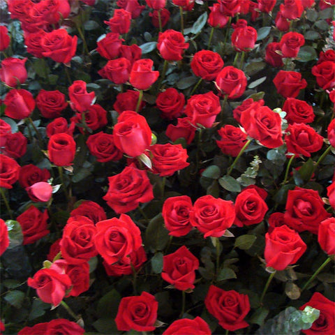 BuggyBeds rose seeds mature plants reach 24–36 inches for a dramatic garden display.