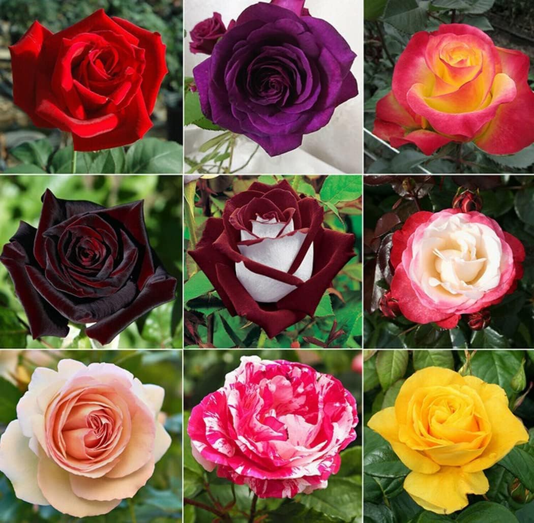 BuggyBeds rose seeds package contents ready for planning perennial color.