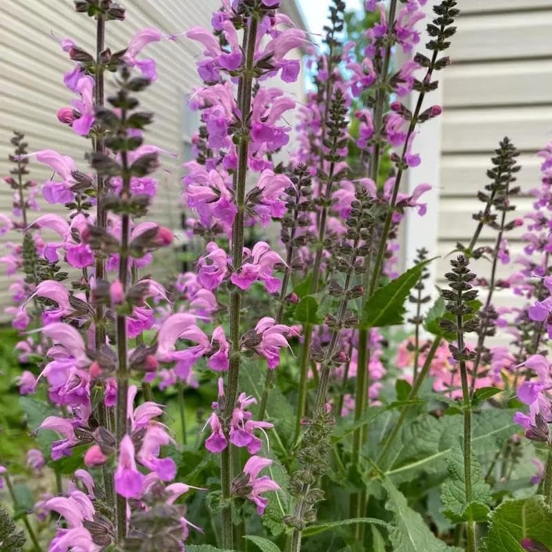 BuggyBeds Salvia Sage seeds pack ideal for quick-start home gardening.