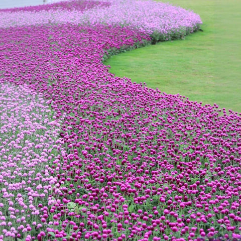 BuggyBeds seed packet gomphrena highlighting drought-tolerant annuals for heat gardens.