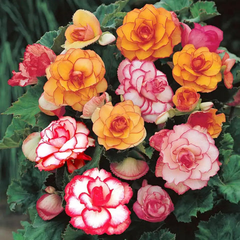 BuggyBeds shade-loving begonias thrive in partial to full shade.