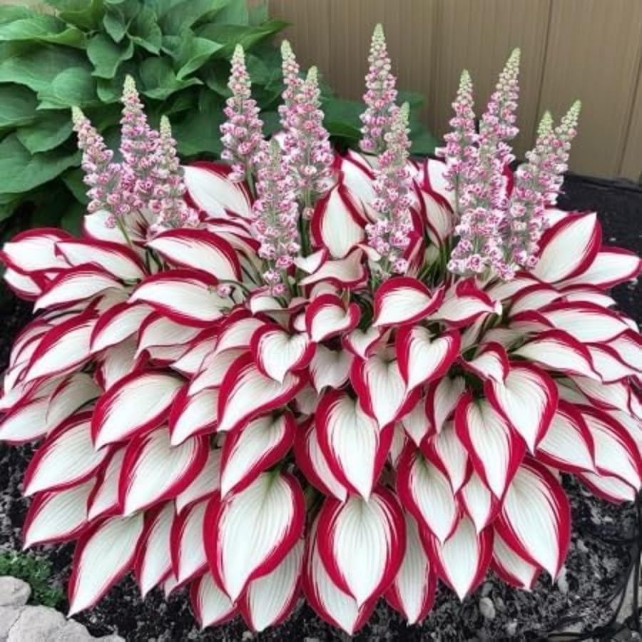 Shade garden-border idea featuring BuggyBeds hostas for textured greenery