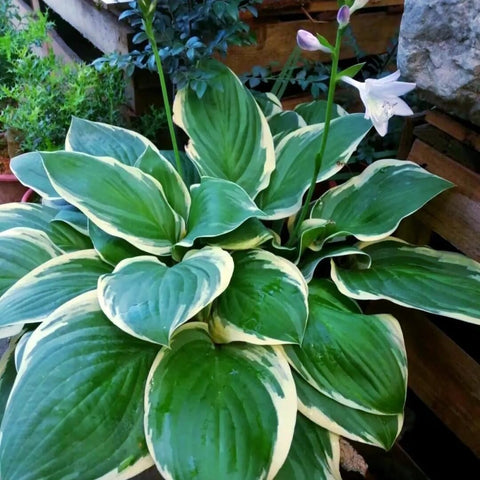 Shade garden scene with BuggyBeds Hosta, lush greenery and fragrance.