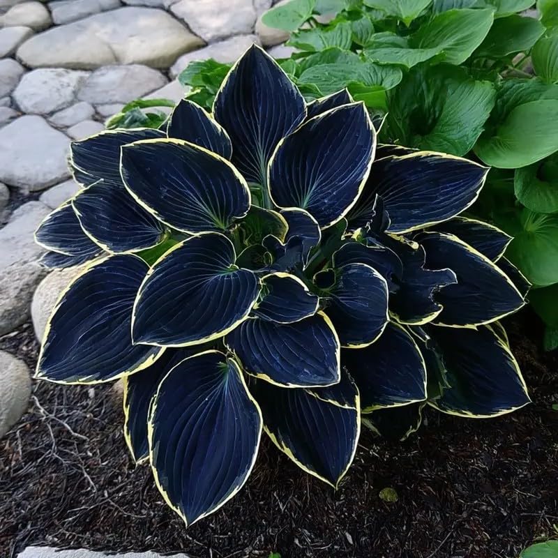 BuggyBeds shade-loving perennial hosta highlights robust foliage in low light.