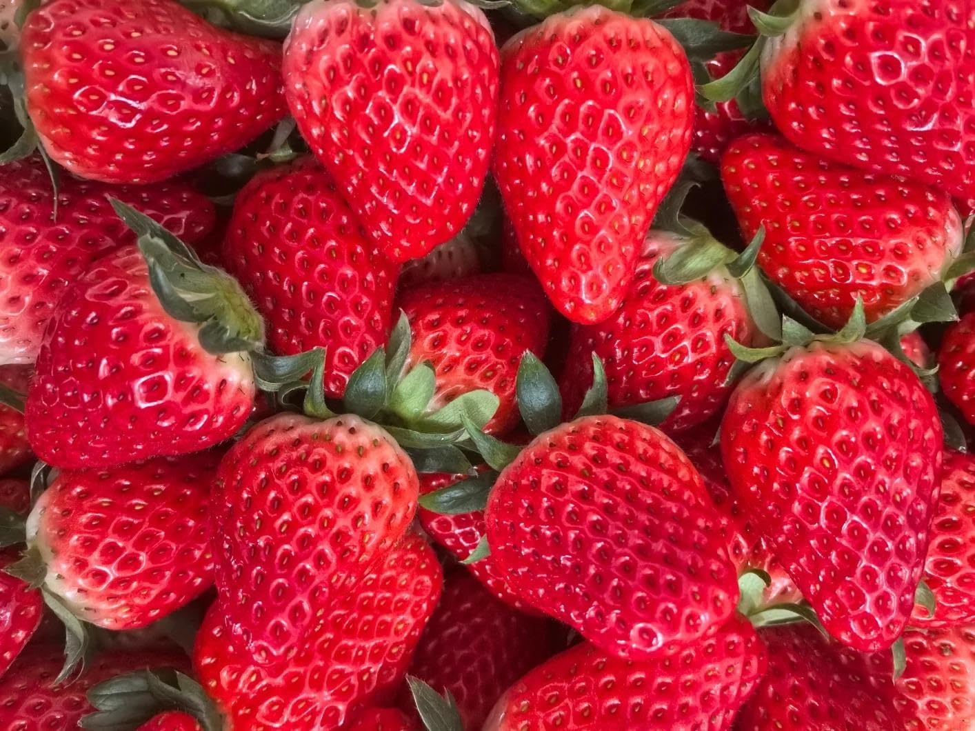 BuggyBeds Shade-Tolerant Strawberry for Indoor Growing, perfect for balconies.