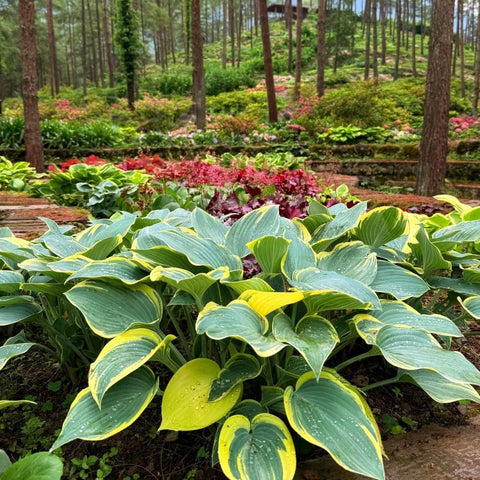 BuggyBeds shade garden hosta provides reliable color and texture year after year.