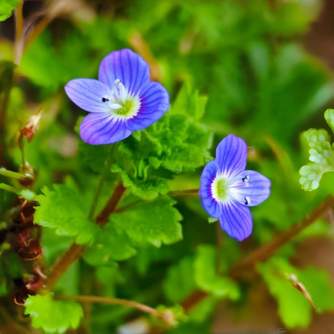BuggyBeds Speedwell border planting demonstrates versatile landscaping appeal.