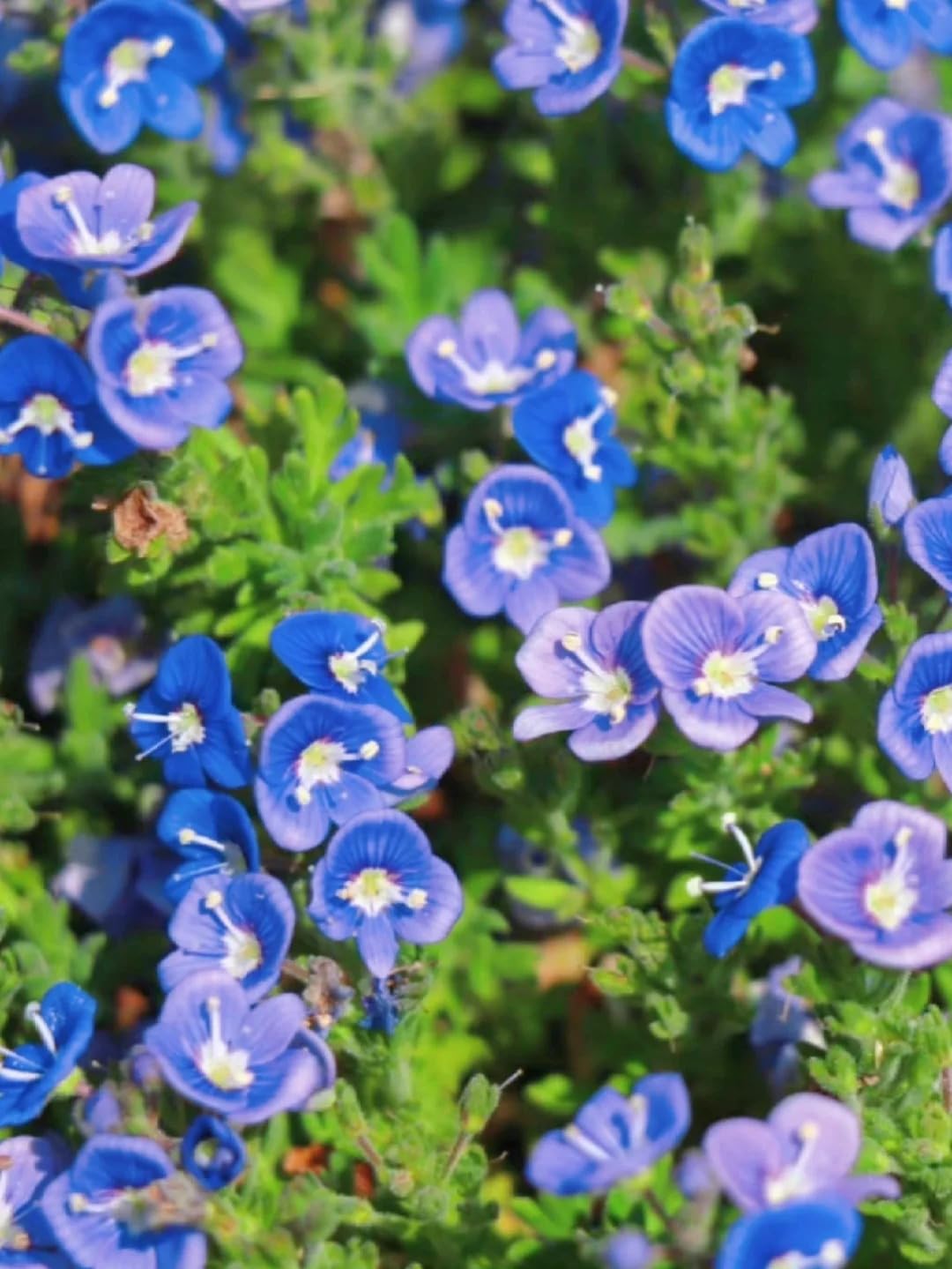 BuggyBeds Speedwell flower bloom highlights vibrant blue perennials.