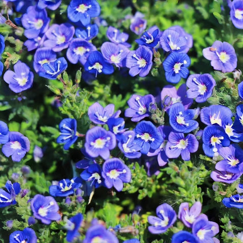 BuggyBeds Speedwell seeds packet ready for easy sowing and color.