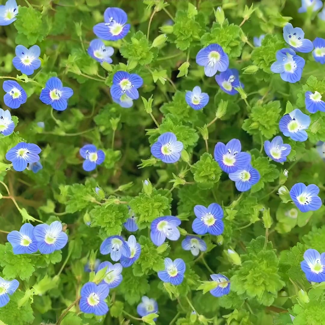 BuggyBeds Speedwell seeds spread shows quick germination for bright borders.