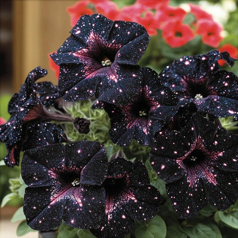 BuggyBeds Starry Sky Petunia seeds are heat-tolerant for sun-soaked balconies.