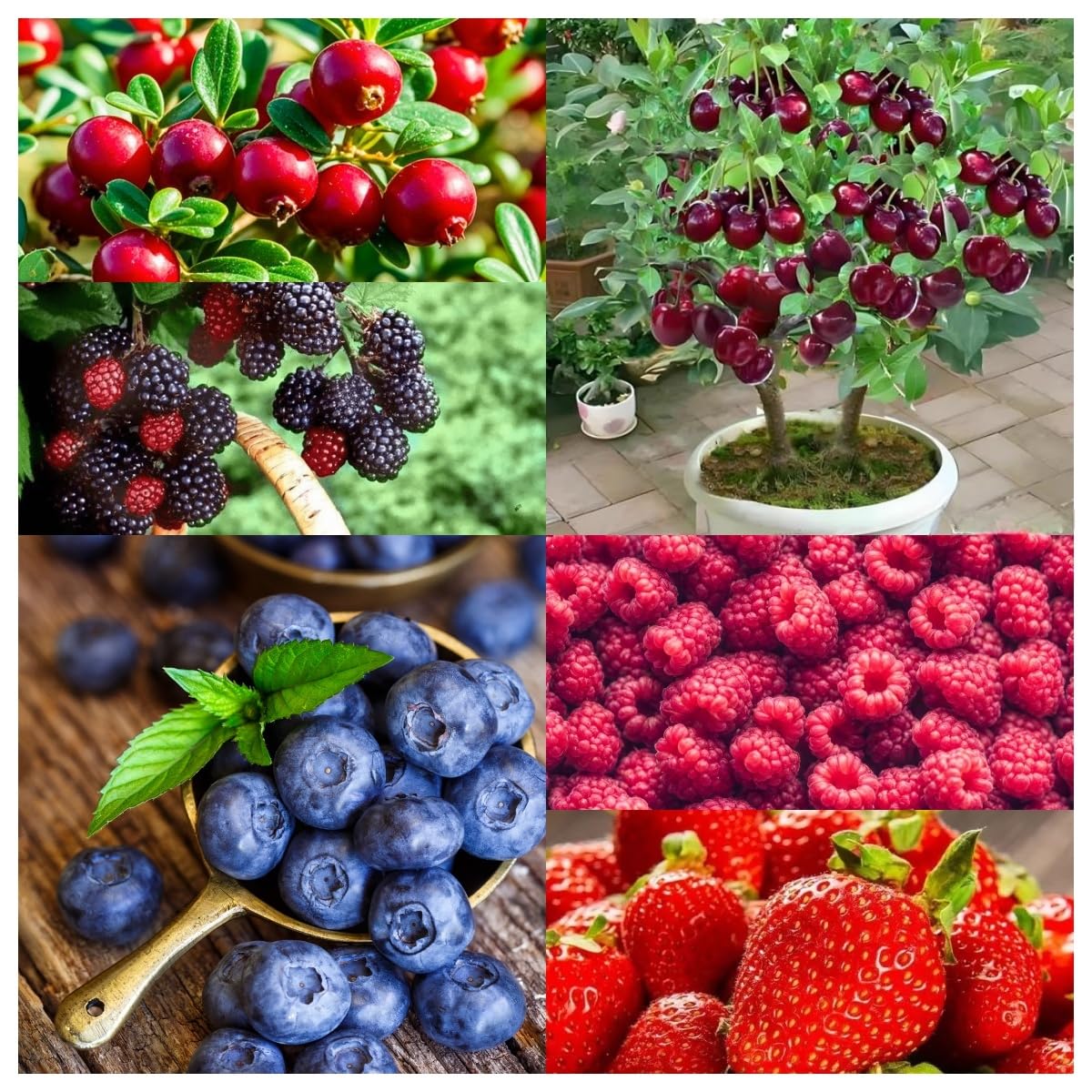 BuggyBeds strawberry seeds 400pc for easy strawberry bed planting