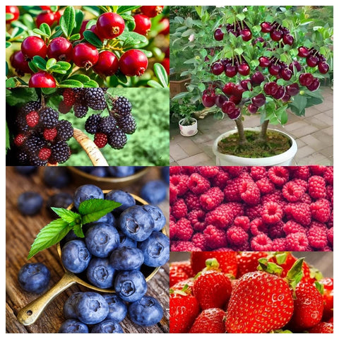 BuggyBeds strawberry seeds 400pc for easy strawberry bed planting
