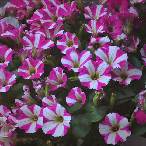BuggyBeds summer-blooming petunias brighten hanging baskets and borders