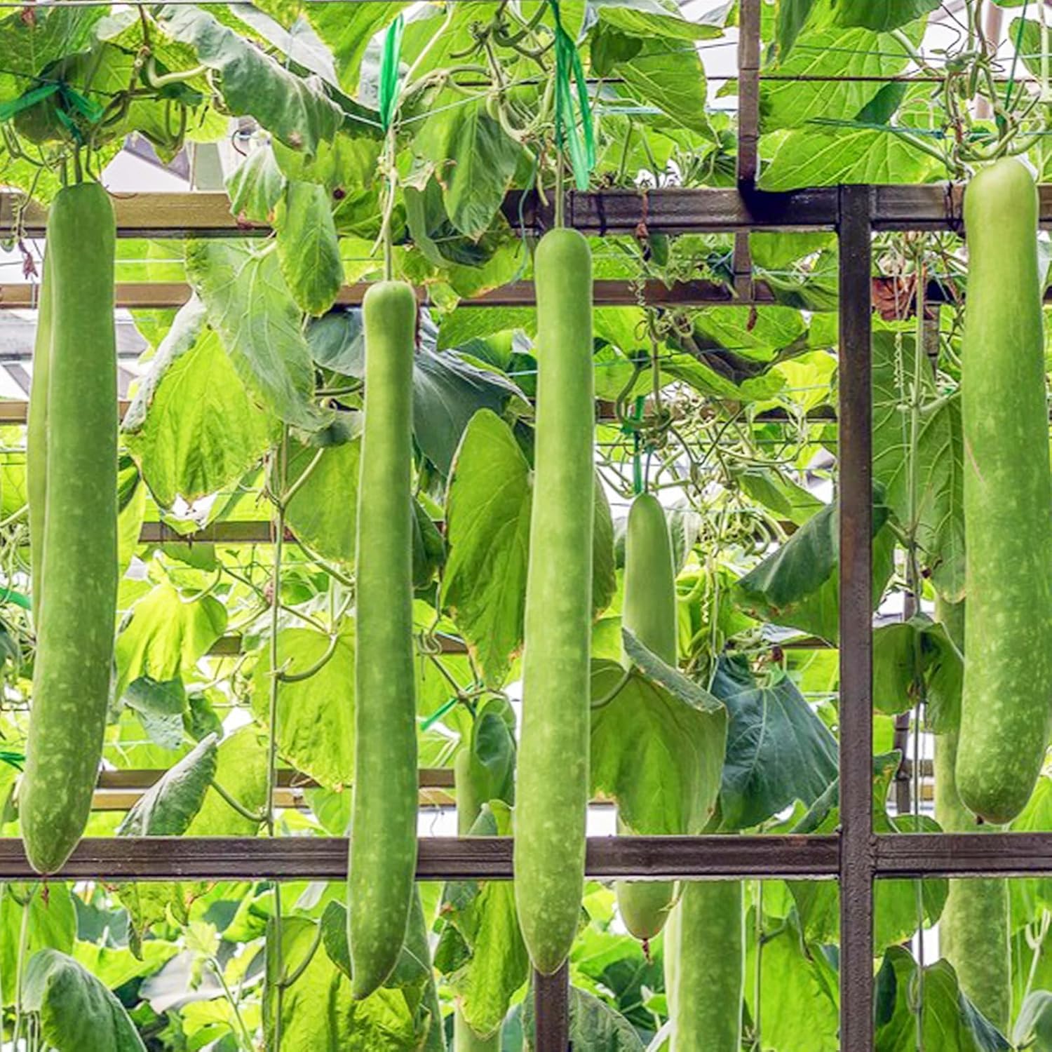 BuggyBeds summer planting bottle gourd ideal for warm-season garden setups.