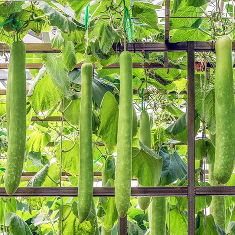 BuggyBeds summer planting bottle gourd ideal for warm-season garden setups.