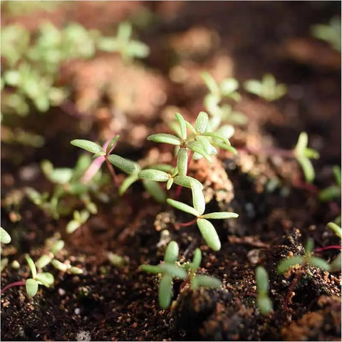 BuggyBeds Moss Rose seeds thrive in full sun with well-drained soil.