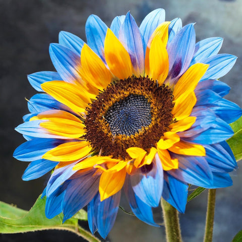 BuggyBeds black-heart and charcoal sunflowers add dramatic focal points in beds.