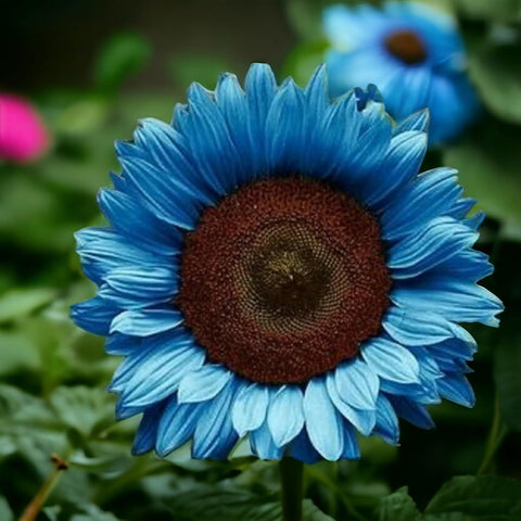 BuggyBeds teddy bear and smiley varieties create playful garden accents.