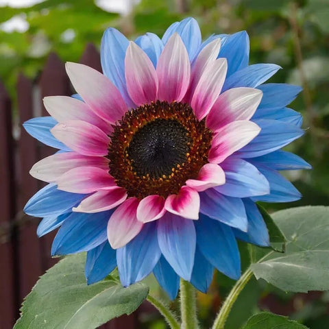 BuggyBeds sunflowers tall and dwarf varieties add dramatic height to garden borders
