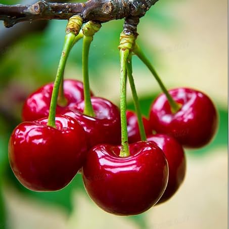 BuggyBeds sweet cherry tree seeds pack ready for home garden planting.