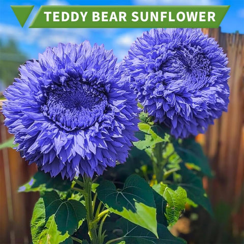 BuggyBeds Teddy Bear seeds sprouting in soil—great for beginners