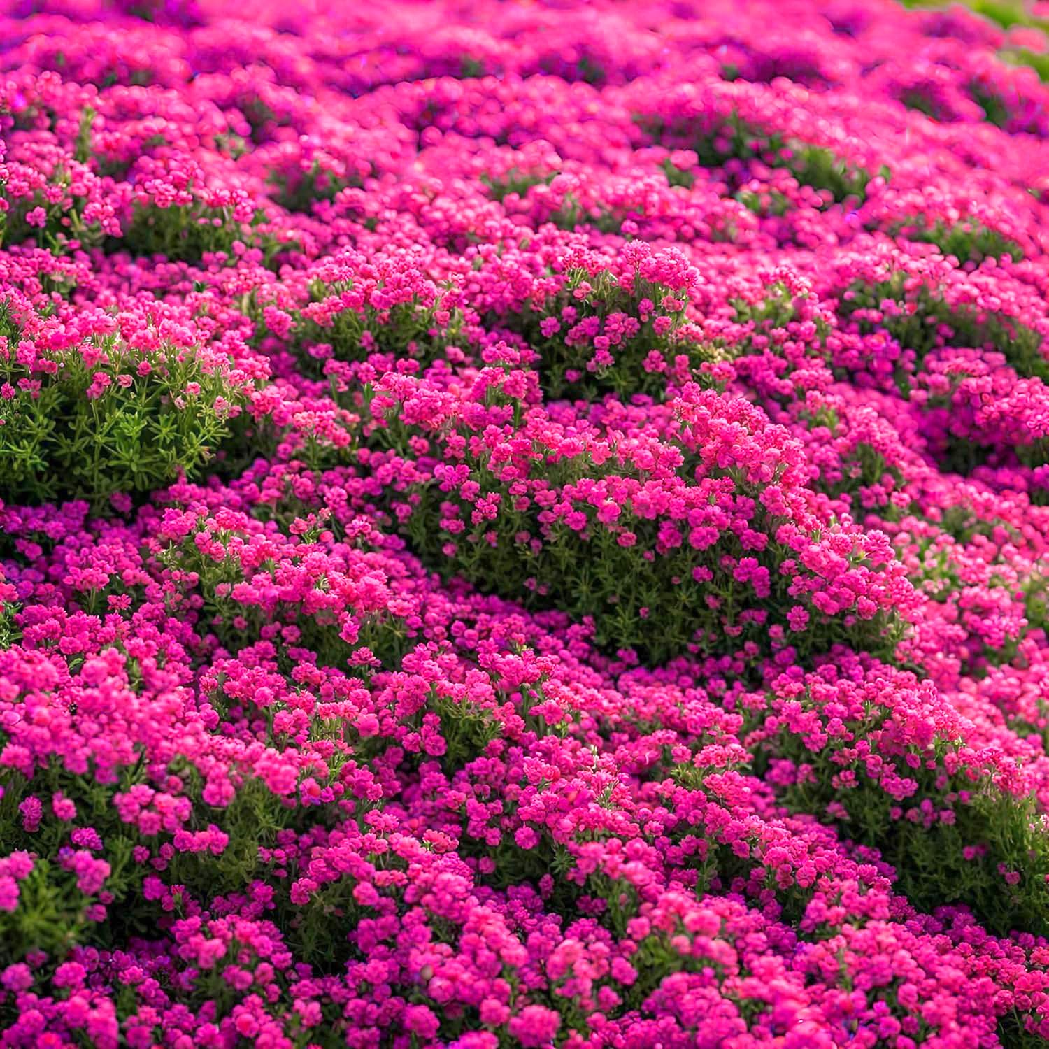 BuggyBeds Thymus serpyllum showing perennial growth with a green mat and purple blooms.